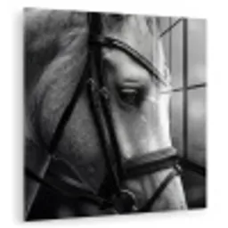 Paard - Schimmel - Portret plexiglas 5mm klein -zzzproduct_nieuw