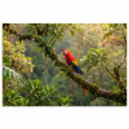 Ara - Jungle - Rood poster papier klein -3d