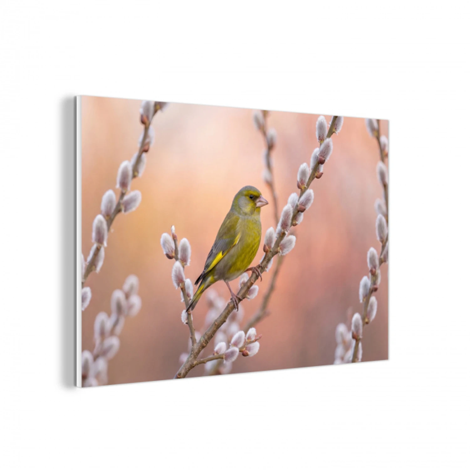 Groenling - Katjes - Lente - Natuur - Zacht forex 5mm xxl -3d