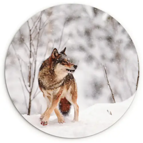 Wolf - Winter - Sneeuw - Natuur - Dieren Wandcirkel kunststof plaat 5mm dik klein -3d