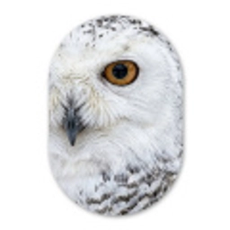 Sneeuwuil - Oog - Wildlife - Wit Wandcirkel Ovaal Aluminium middel -3d