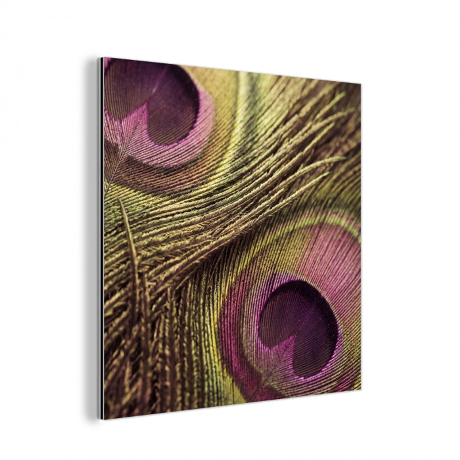 Pauw - Veren - Paars - Groen aluminium wit klein -3d