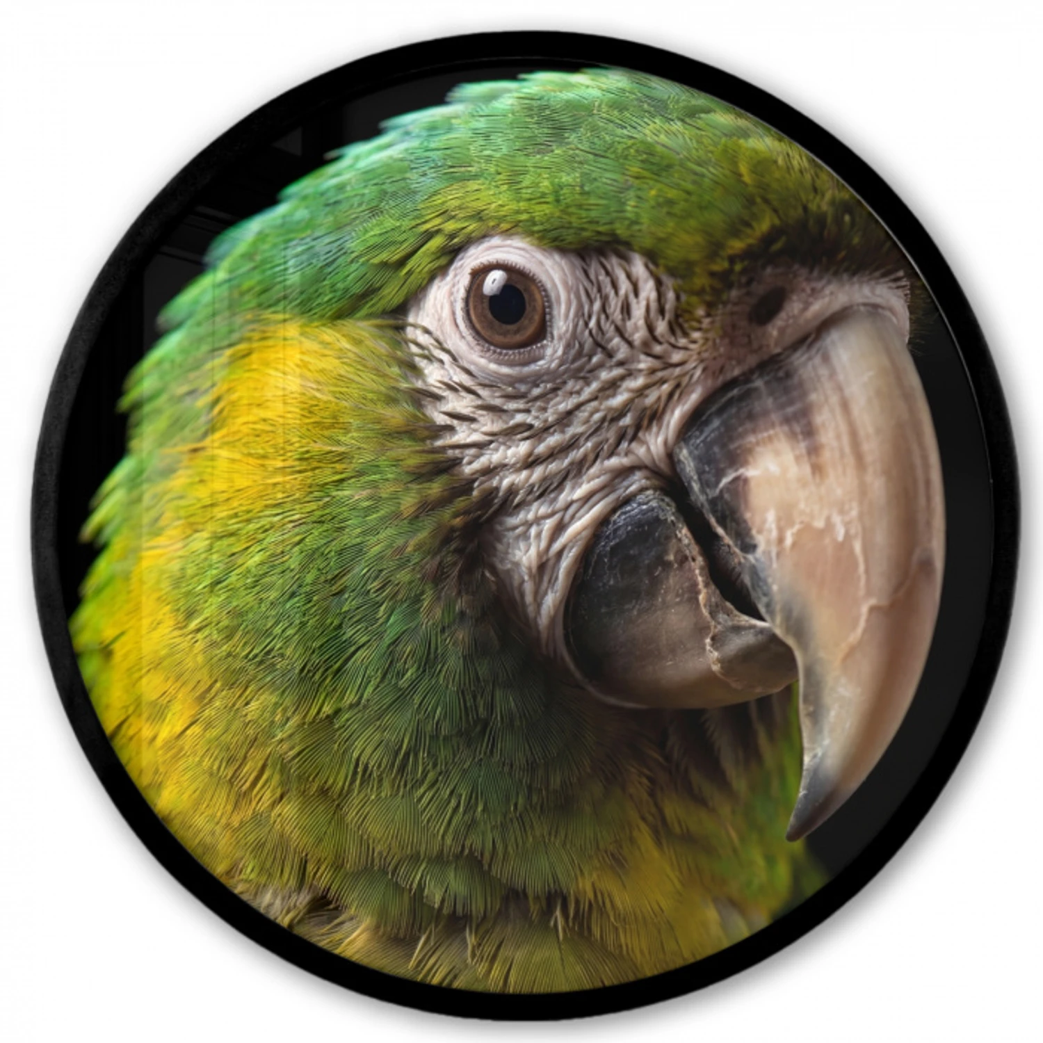 Ara - Portret - Groen Fotolijst rond zonder passe partout klein -3d