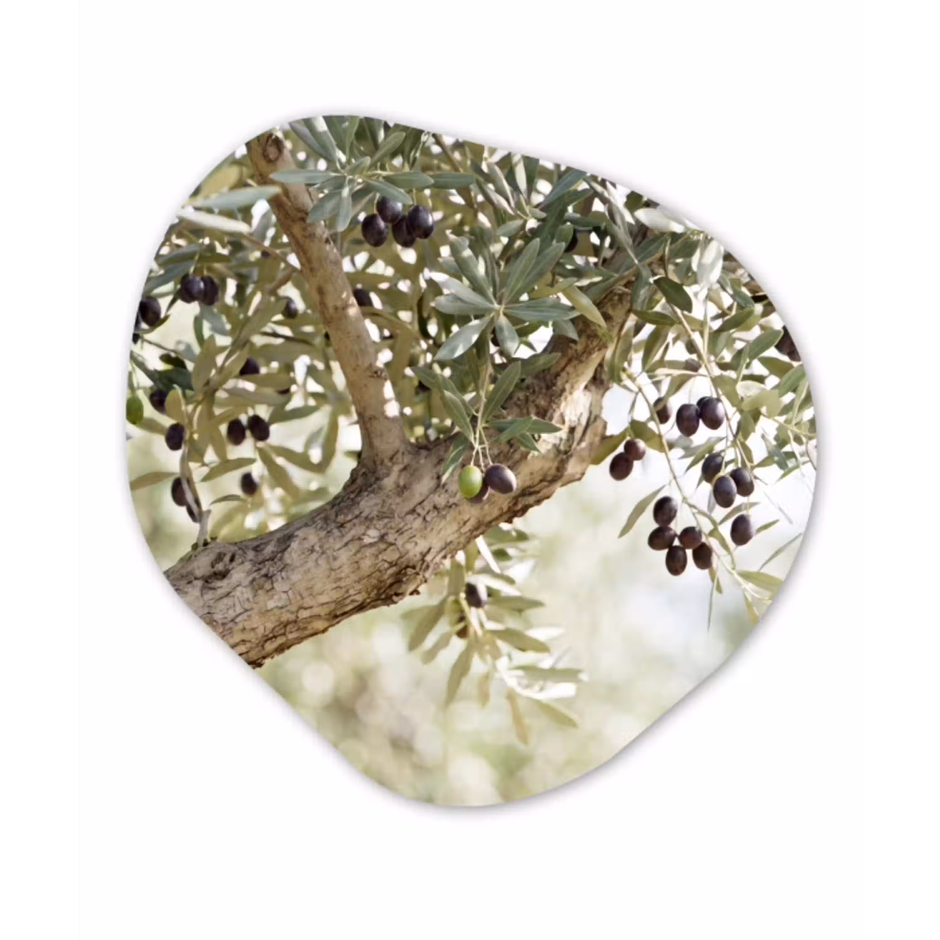 Olijfboom - tak - groen Wandcirkel Organisch Forex 3mm klein -3d