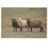 Schapen - Bruin - Wit - Grindpad Deurmat klein -zkaufland3d