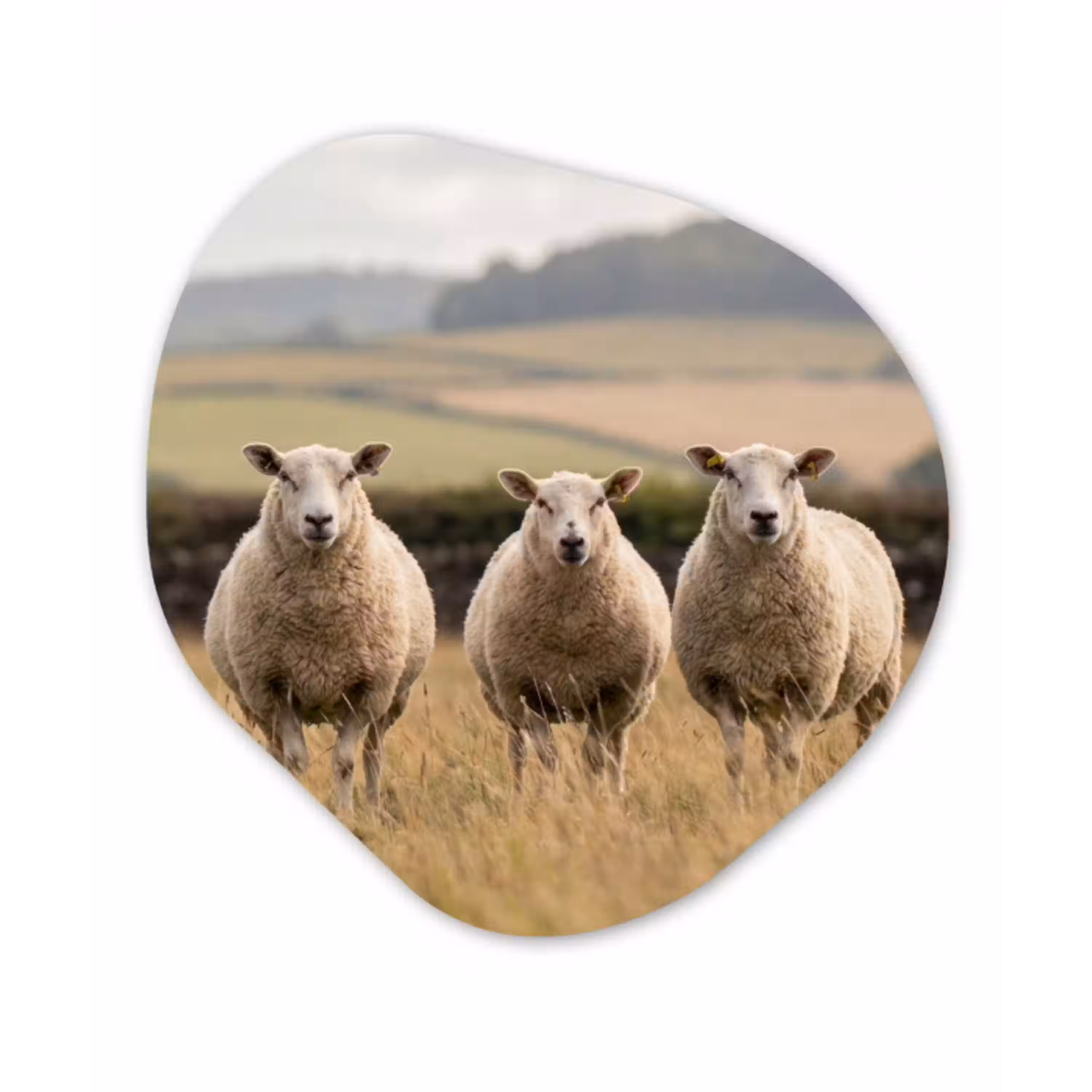 Schapen - Weidenlandschap - Heuvels Wandcirkel Organisch Aluminium middel -3d