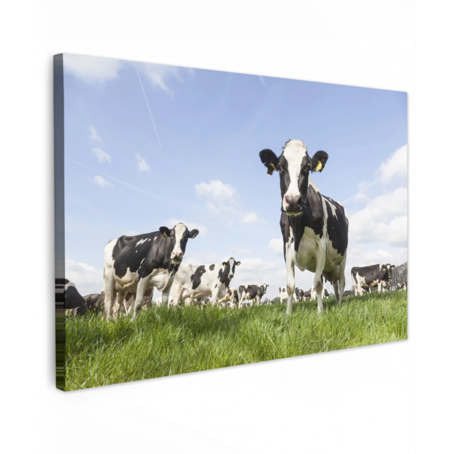 Koeien in de weide onder een heldere lucht Tuinposter op houten frame 2 cm dik klein -3d