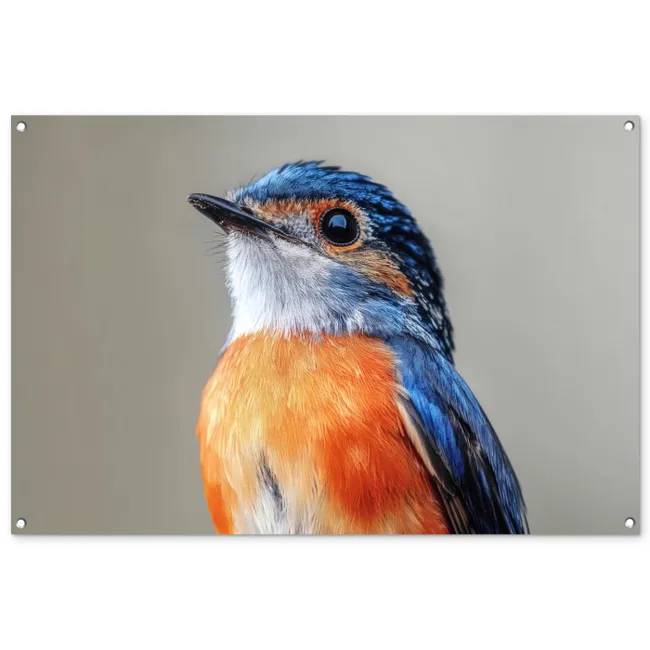 Tuinposter - Kleurrijk - Vogeltje - Veren - Blauw