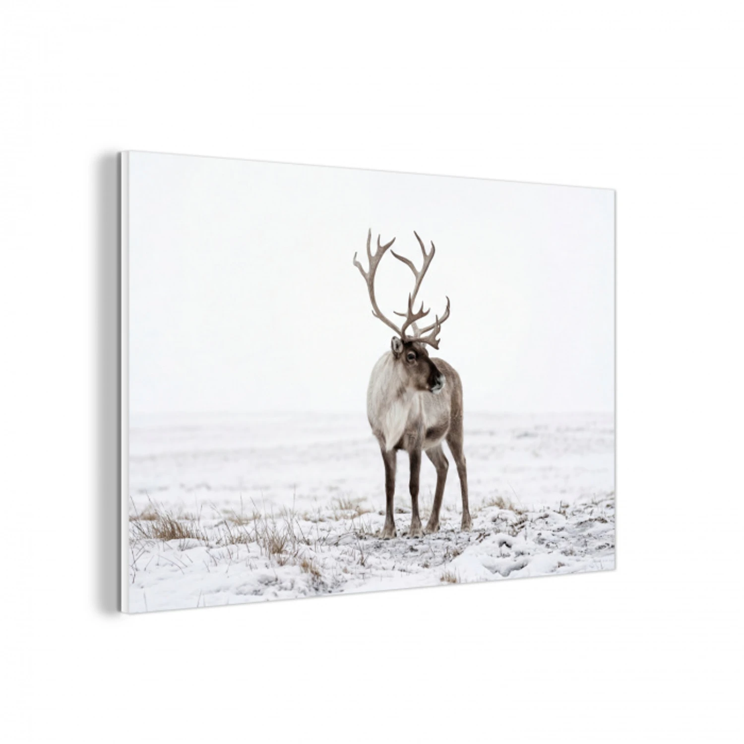 Rendier - Gewei - Sneeuw - Winter forex 5mm xxl -3d