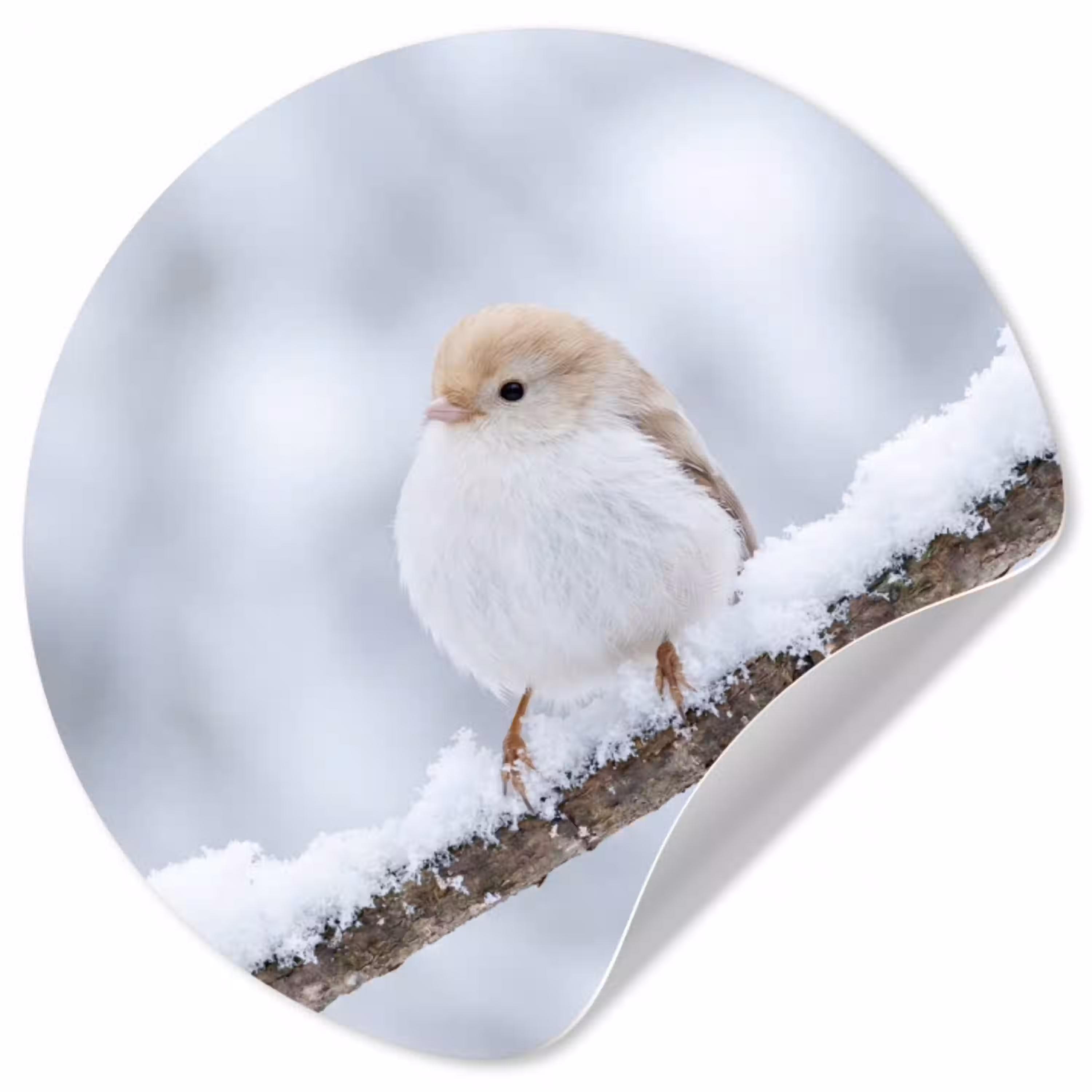 Vogeltje - Sneeuw - Tak - Winter - Zacht Wandcirkel behangsticker klein -3d
