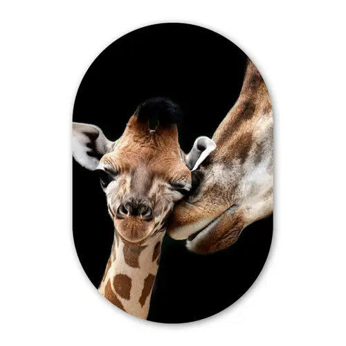 Giraffe - Dieren - Zwart - Portret - Dieren Wandcirkel Ovaal Forex klein -3d