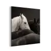 Paarden - Zwart - Wit - Kudde aluminium wit klein -3d