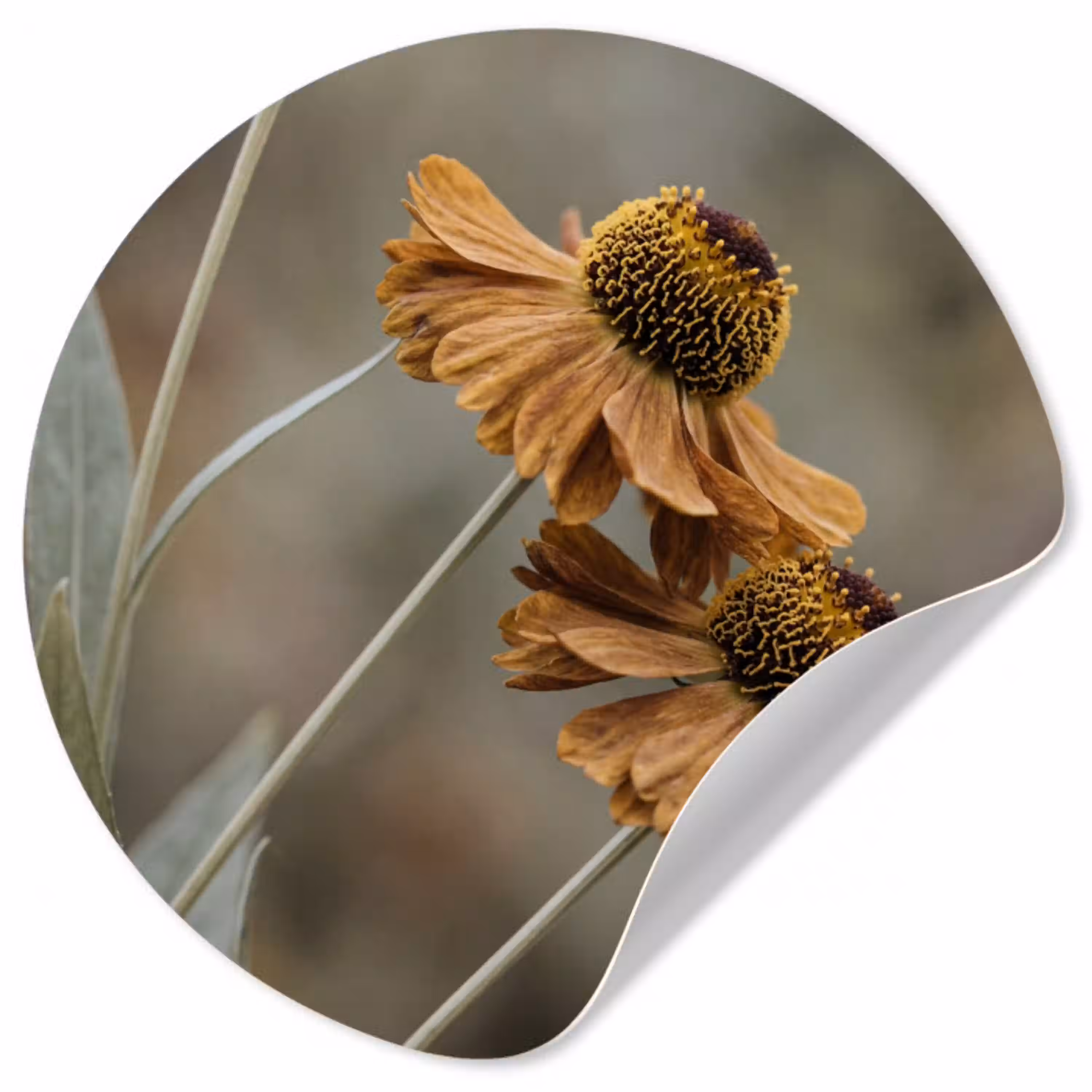 Zonnehoed - Droogbloemen - Geel - Warm Wandcirkel behangsticker klein -3d