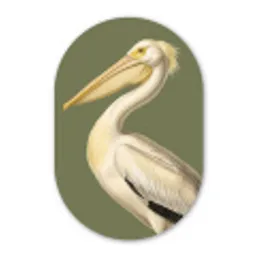 Pelikaan - Wit - Vogel - Klassiek - Natuur Wandcirkel Ovaal Forex klein -3d