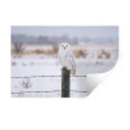 Sneeuwuil - Hek - Sneeuw - Wit Muursticker klein -3d