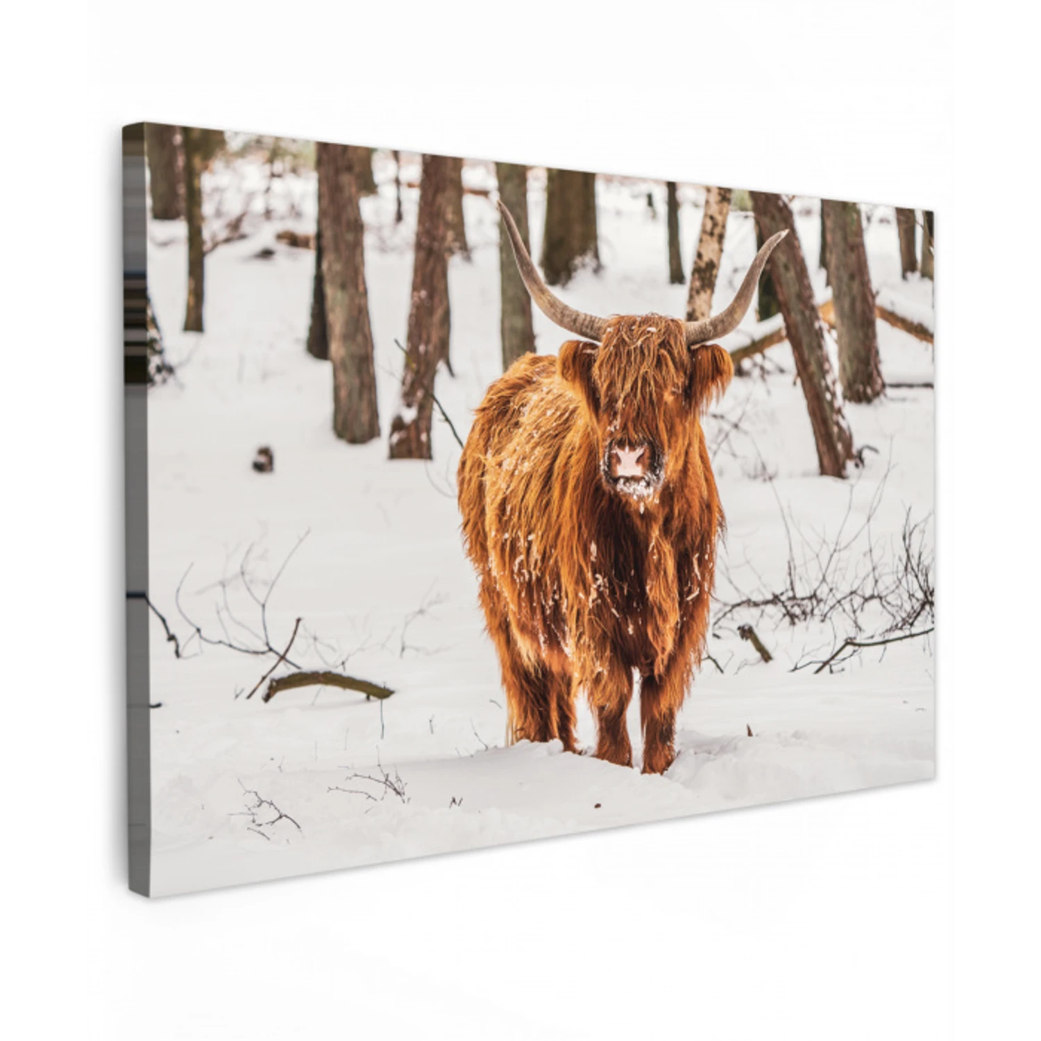 Schotse Hooglander - Sneeuw - Winter - Natuur - Dieren Tuinposter op houten frame 2 cm dik klein -3d