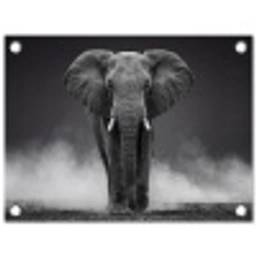 Olifant - Zwart - Wit - Rook tuinposter los doek klein -3d