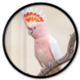Papagaai - Tak - Roze Fotolijst rond zonder passe partout klein -3d