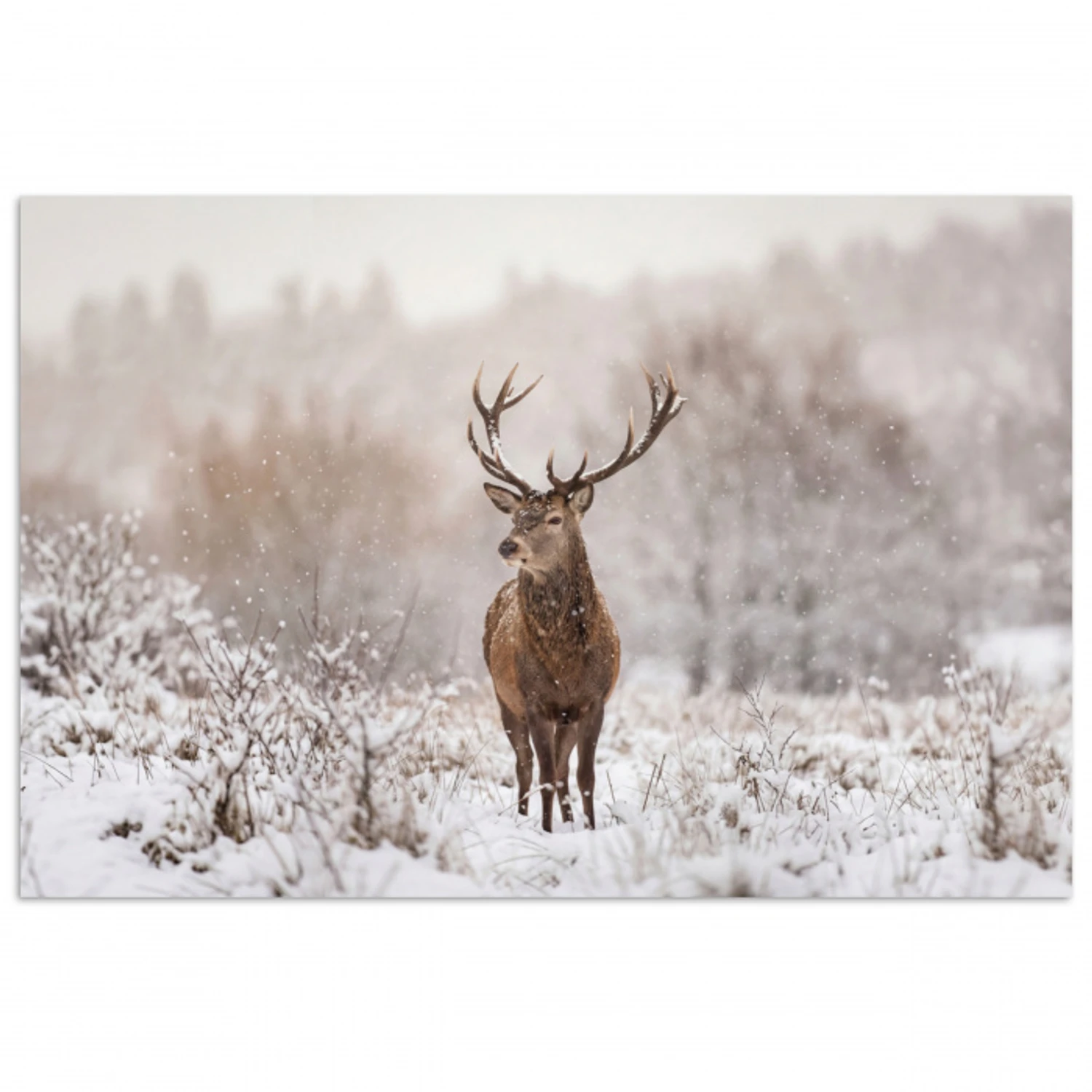 Edelhert - Bos - Sneeuw - Winter - Majestueus poster papier klein -3d