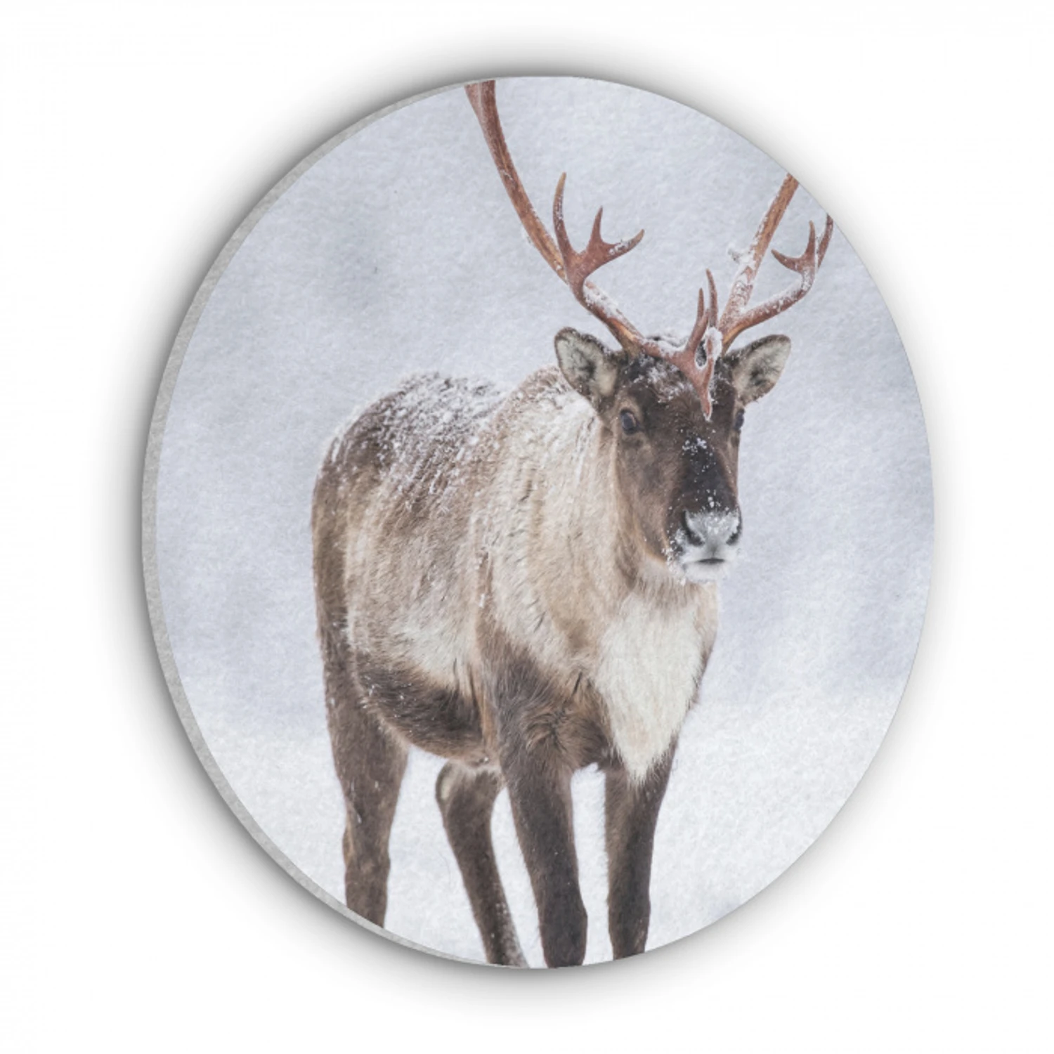Rendier - Gewei - Toendra - Sneeuw - Wild Akoestische PET Vilt - Rond klein -3d