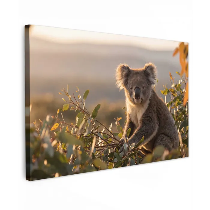 Koala - Bladeren - Ochtendlicht canvas 2cm klein -z3d