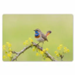 Vogel - Tak - Natuur - Kleurrijk Placemat vinyl groot -zzsfeer1_Kitchenyeah-website