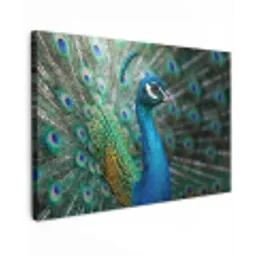 Pauw - Veren - Blauw canvas 2cm klein -z3d