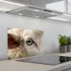 Schaap - Oog - Wit keuken achterwand spatscherm klein -3d_schuin