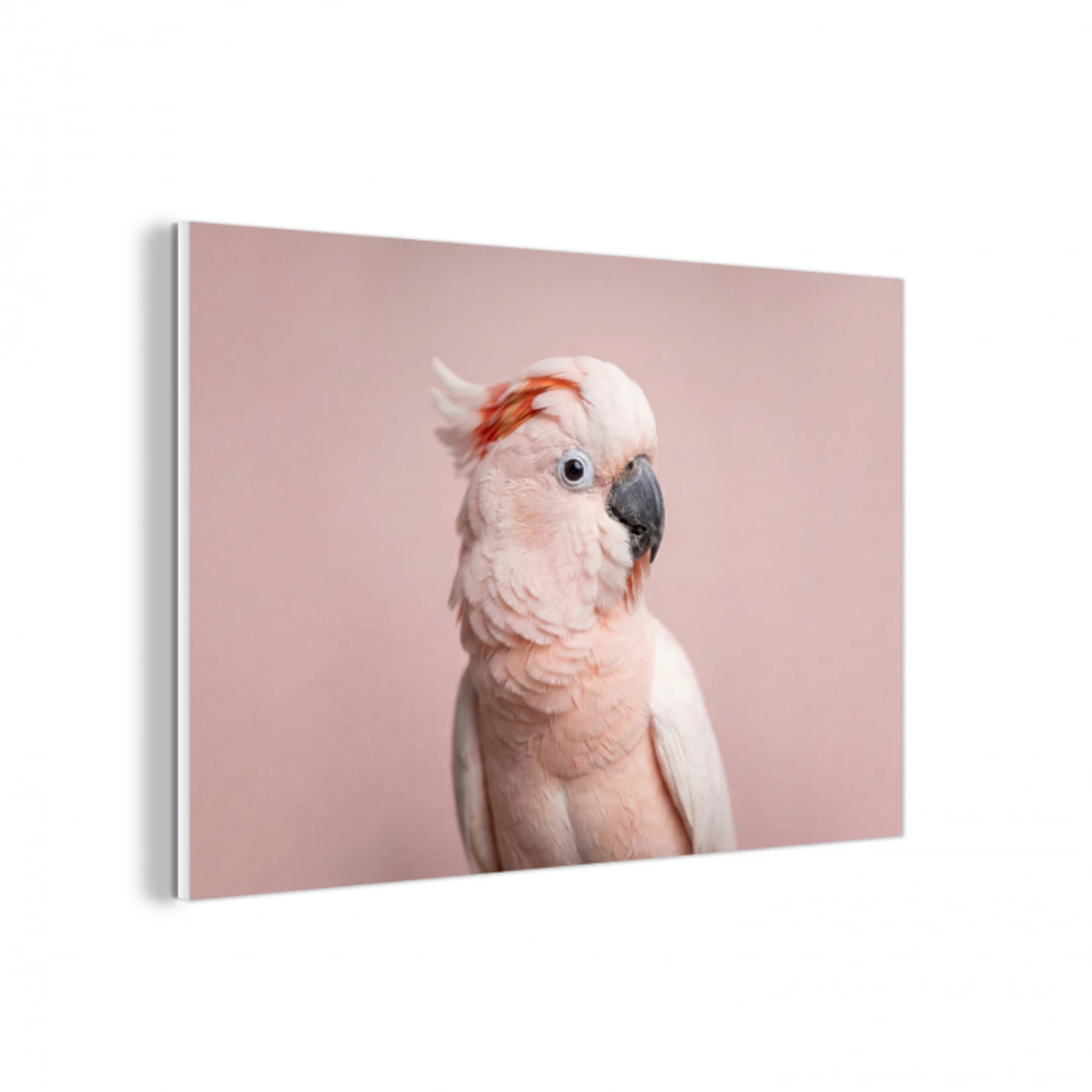 Kaketoe - Portret - Roze forex 5mm xxl -3d