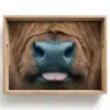 Schotse hooglander - Neus - Bruin Dienblad Rechthoek middel -z3d_shopping