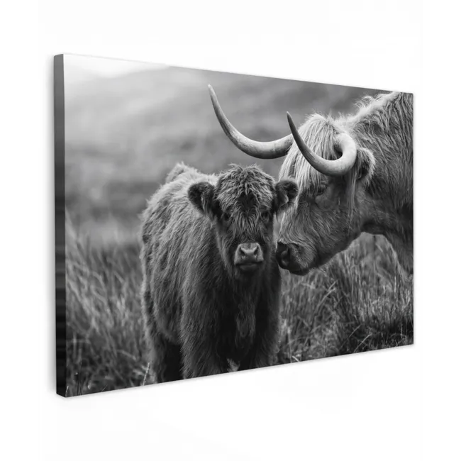 Buiten canvas - Schotse hooglander - Kalf - Zwart - Wit