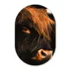 Schotse hooglander - Zwart - Koe - Hoorn - Dieren Wandcirkel Ovaal Forex klein -3d
