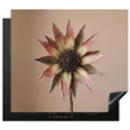 Droogbloem - Protea - Vintage - Beige - Rustiek Inductie beschermer vinyl 3mm middel -3d