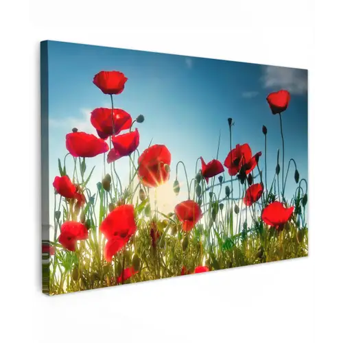Klaprozen in tegenlicht Tuinposter op houten frame 2 cm dik klein -3d