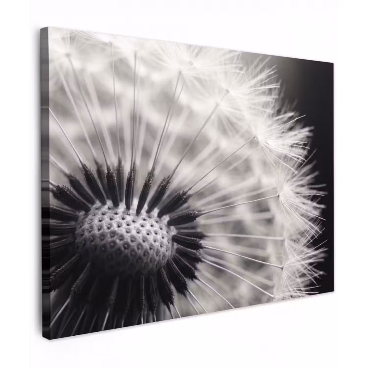 Leinwandbild - Pusteblume - Schwarz - Weiß