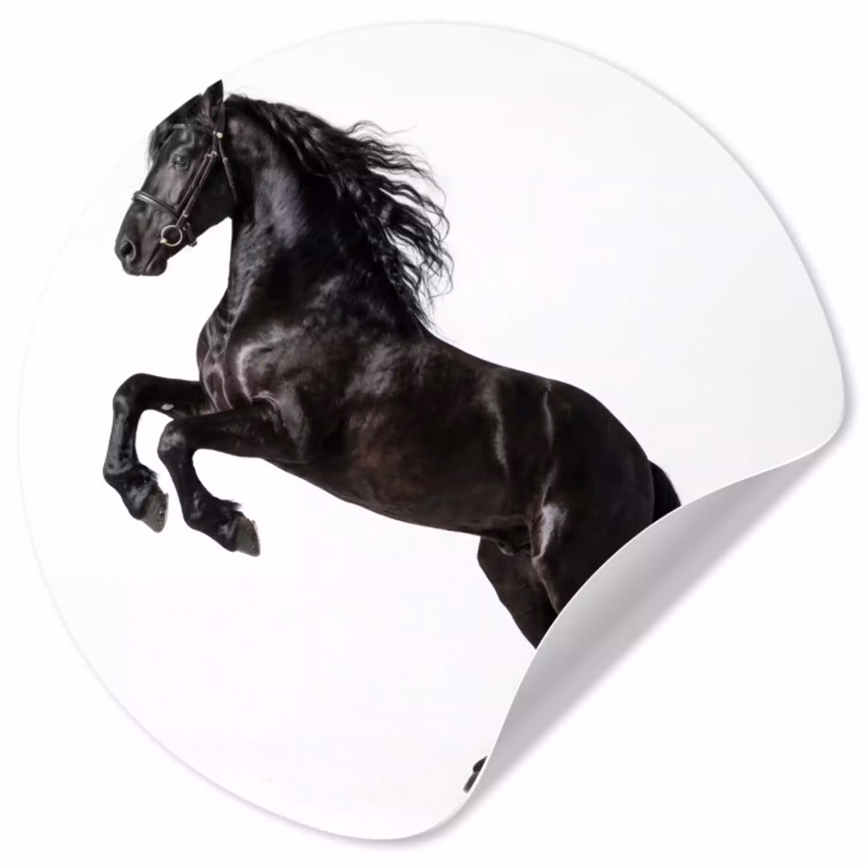 Zwart - Paard - Portret Wandcirkel behangsticker klein -3d