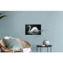 Zwaan - Water - Natuur - Realistisch - Wit Muursticker klein -plant