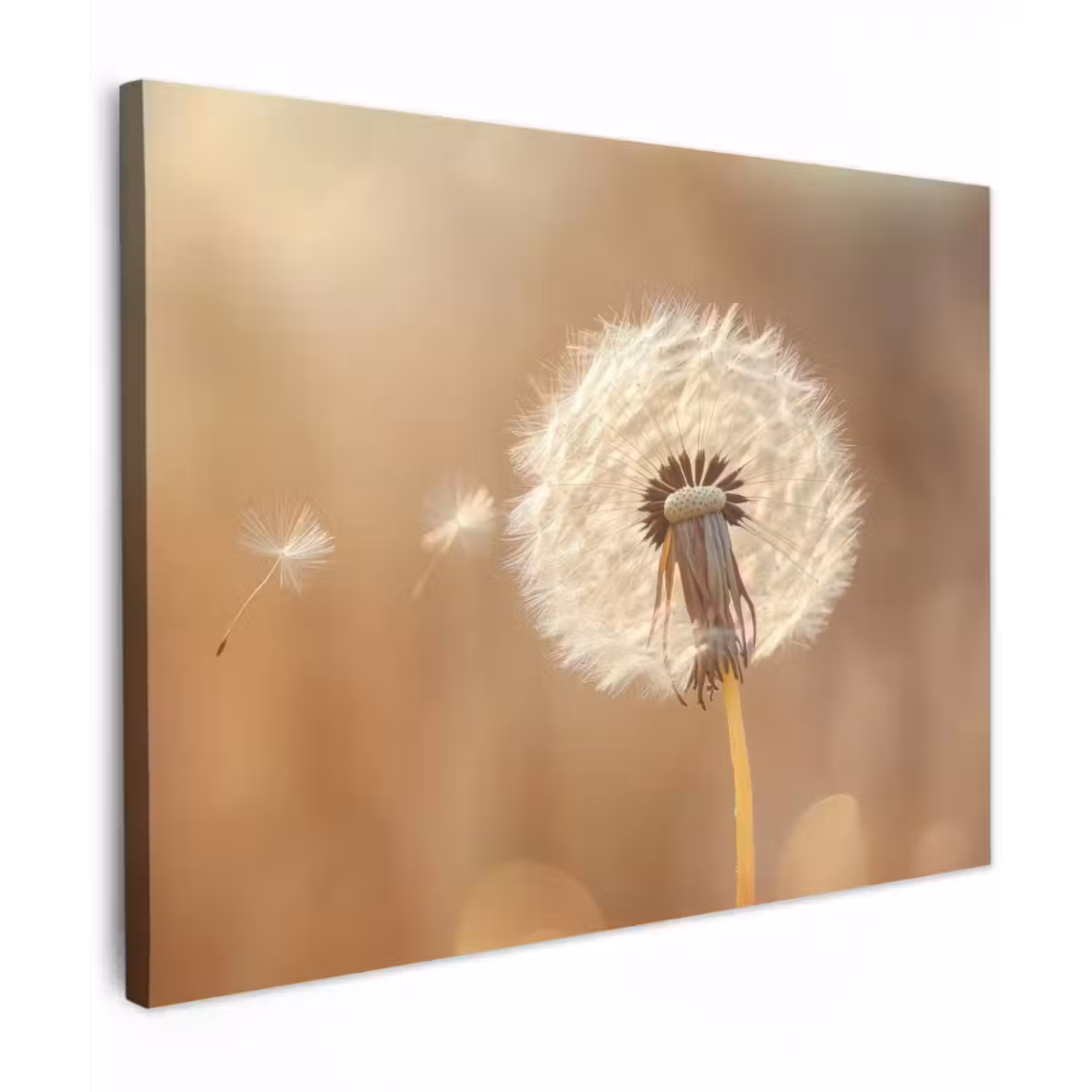 Canvas schilderij - Paardenbloem - Beige - Natuur - Bloem