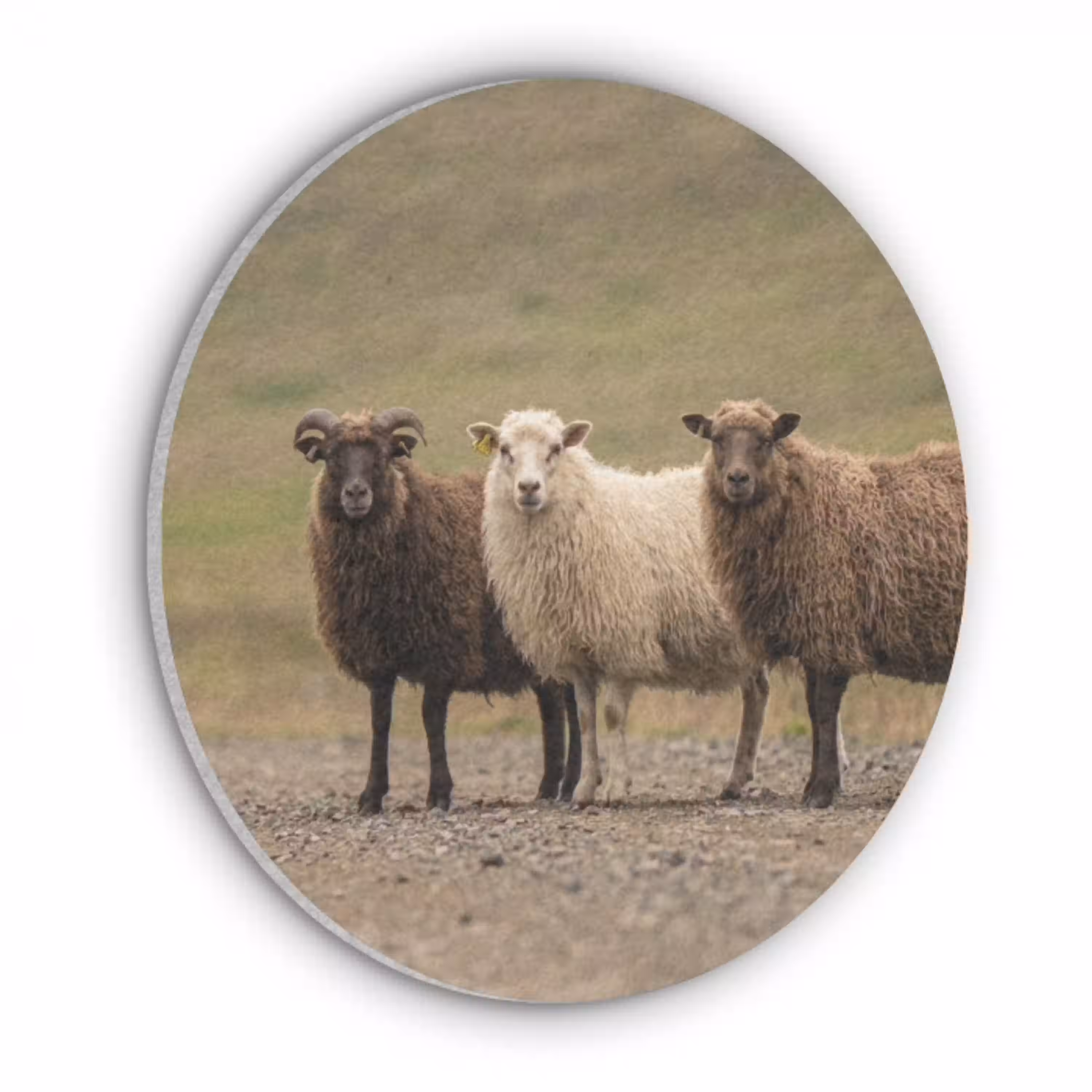 Schapen - Bruin - Wit - Grindpad Akoestische PET Vilt - Rond klein -3d