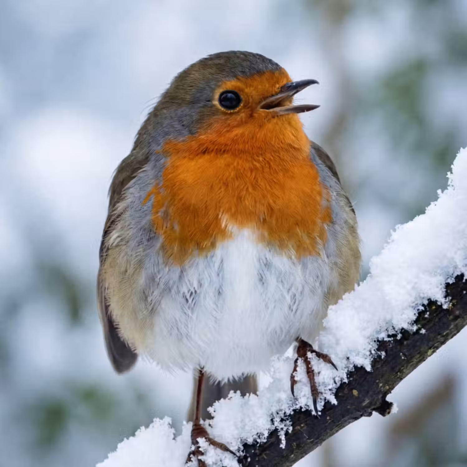 Behang - Roodborstje - Tak - Sneeuw - Winter - Levendig