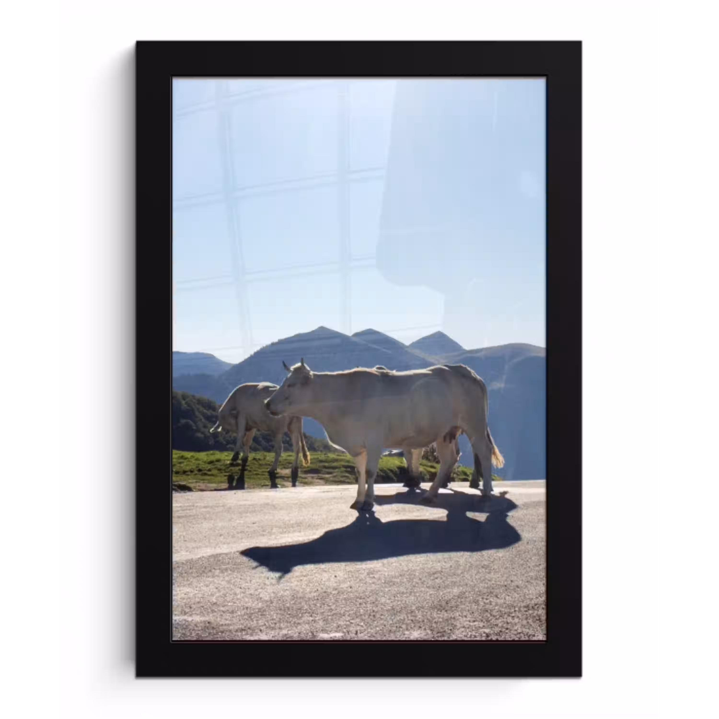 Schotse hooglander - Licht - Berg - Natuur fotolijst zwart zonder passe partout klein -3d
