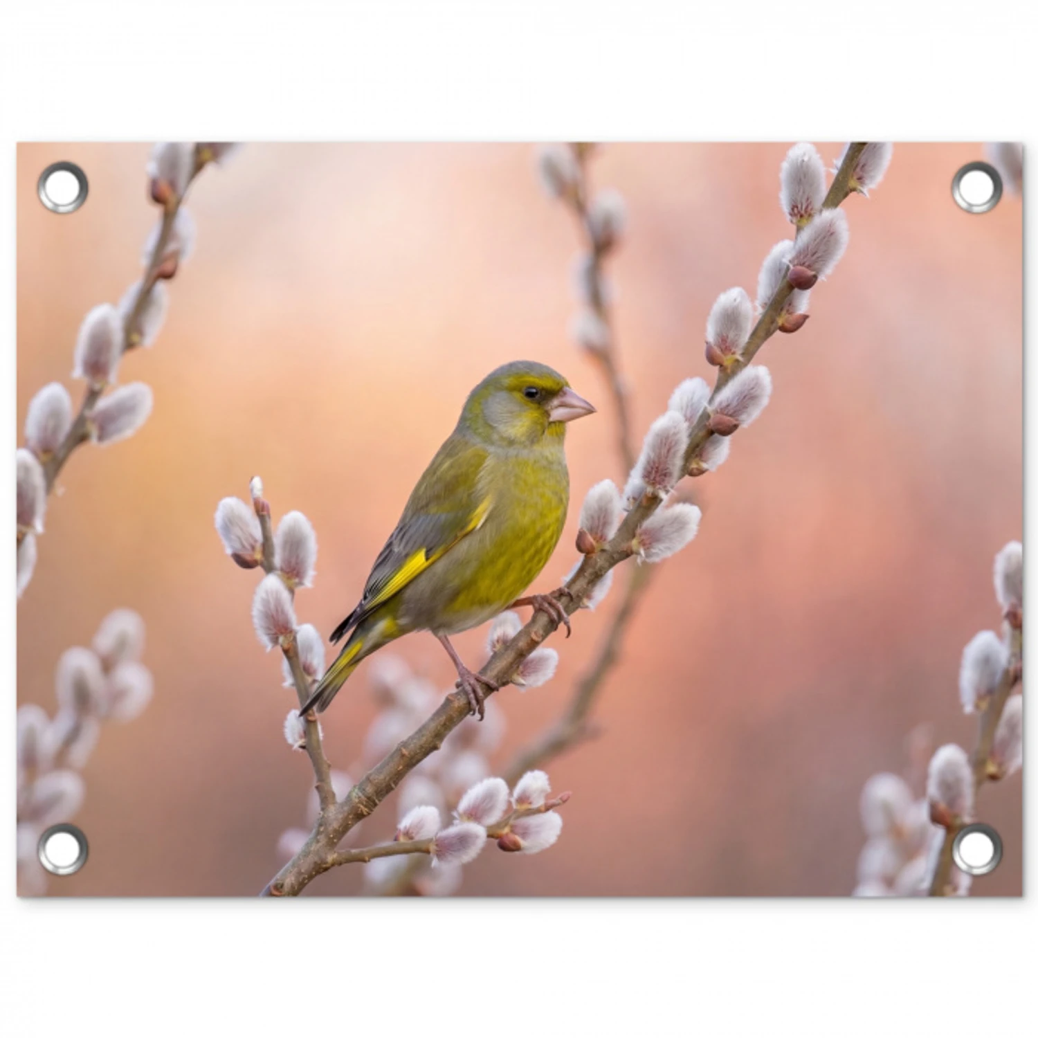 Groenling - Katjes - Lente - Natuur - Zacht tuinposter los doek klein -3d