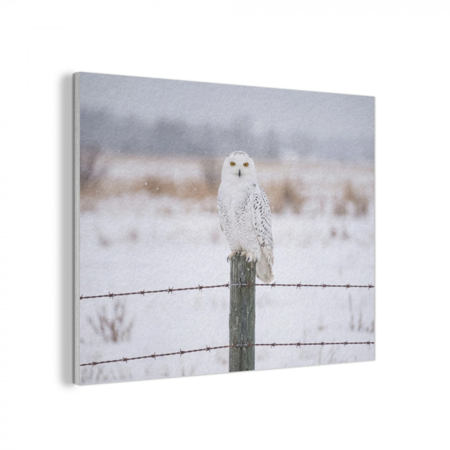 Sneeuwuil - Hek - Sneeuw - Wit PET vilt klein -3d