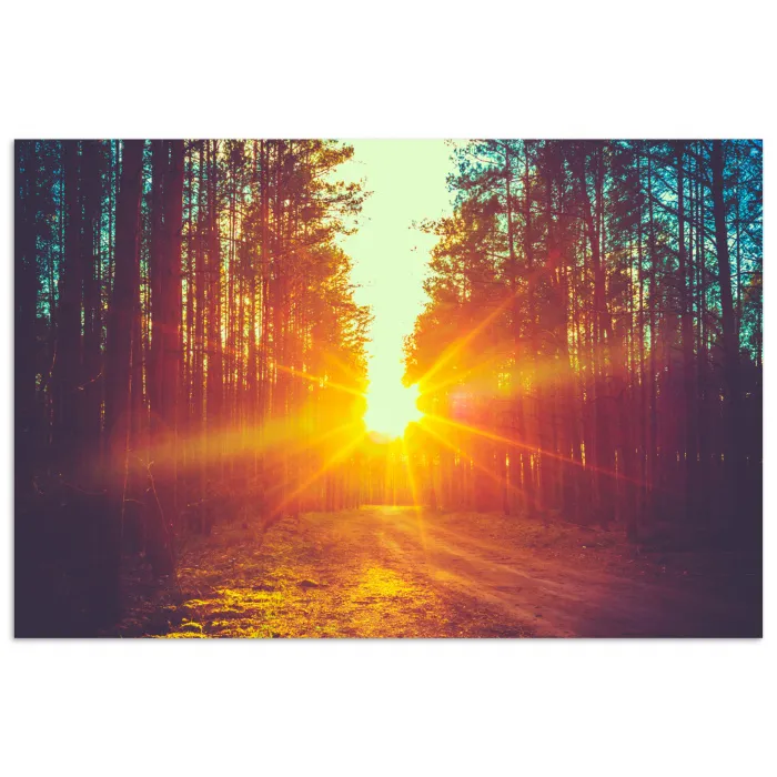Zonsondergang - Bomen - Bos - Natuur poster papier klein -3d