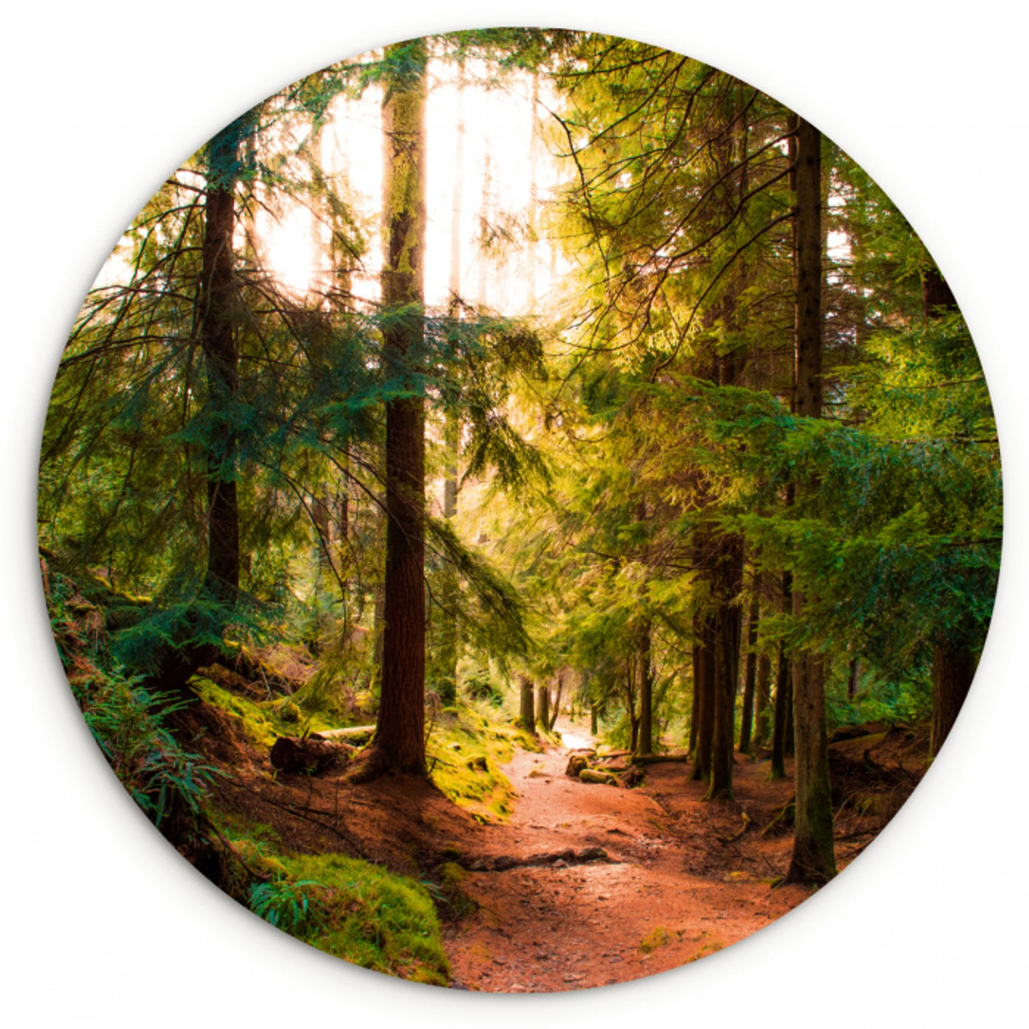 Bos - Pad - Bomen - Groen - Zon - Natuur Wandcirkel kunststof plaat 5mm dik klein -3d