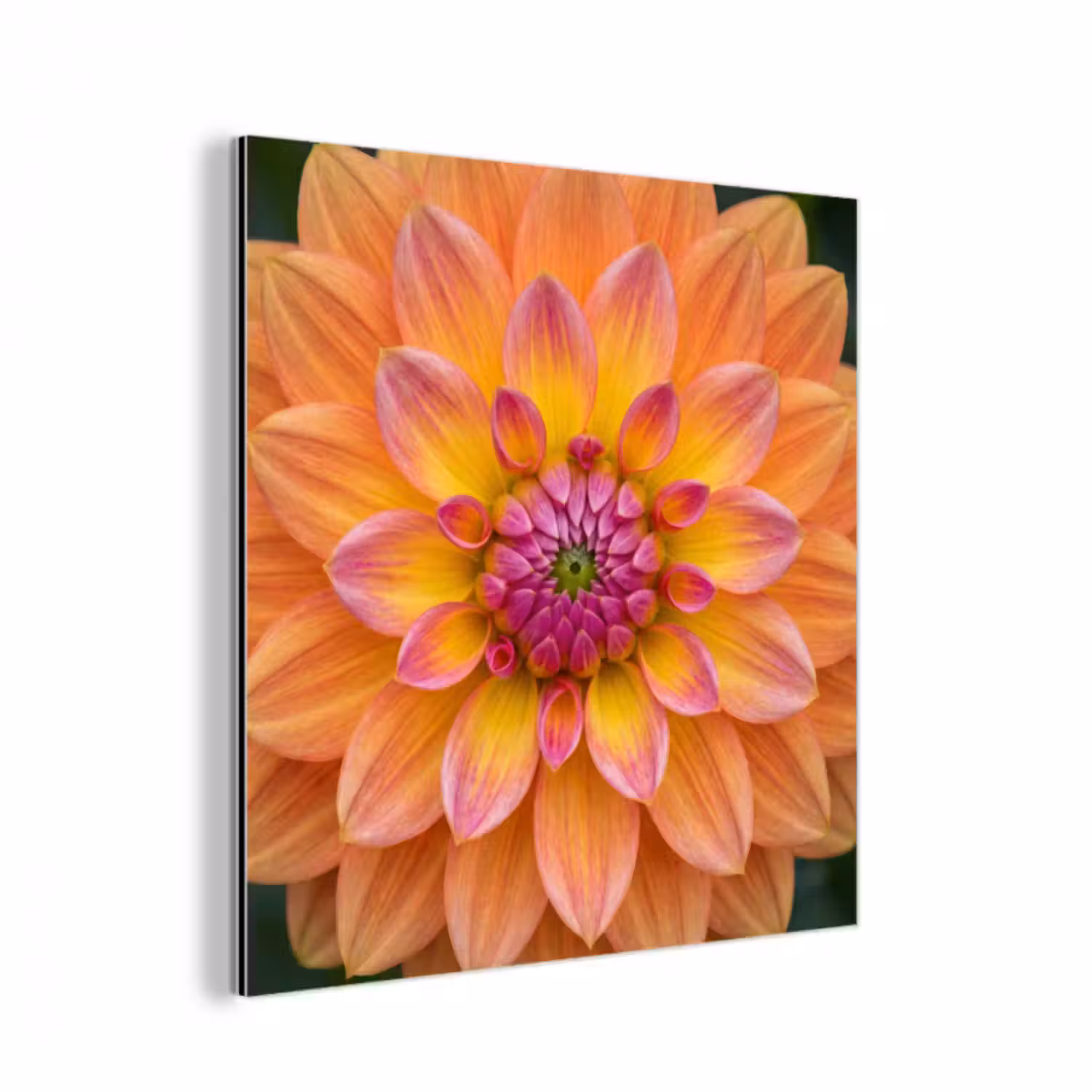 Aluminium schilderij - Dahlia - Bloem - Oranje