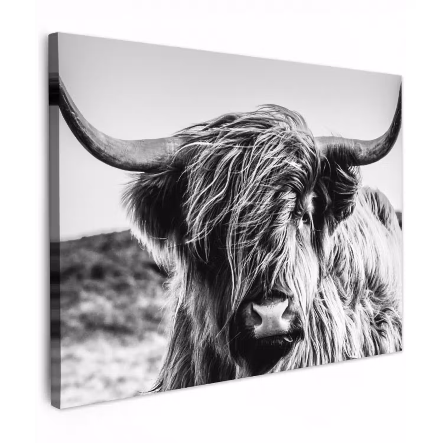 Canvas schilderij - Schotse hooglander - Close up - Horens - Vacht - Zwart Wit
