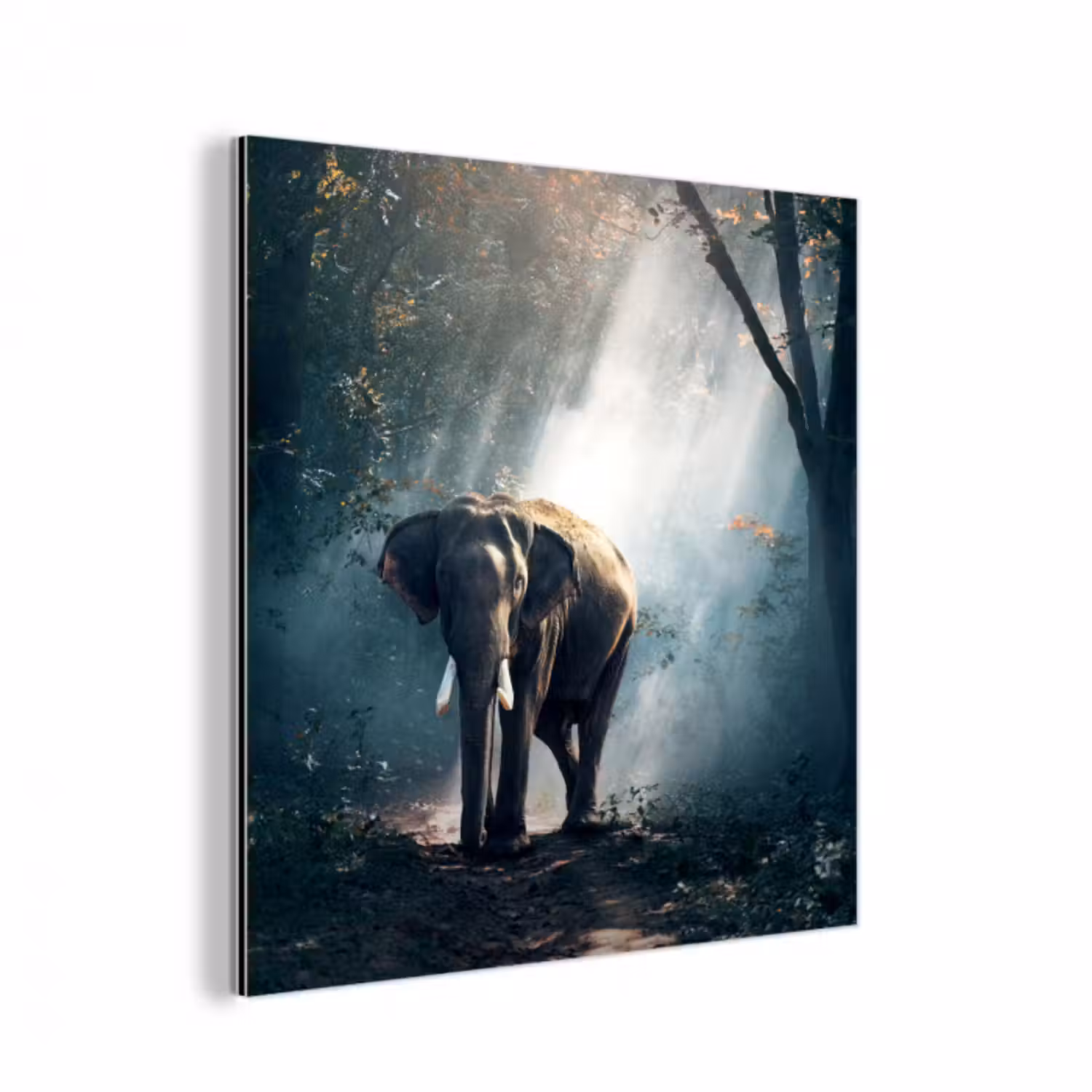 Alu-Dibond-Bild - Elefant - Tiere - Licht - Wald - Natur - Wildtiere