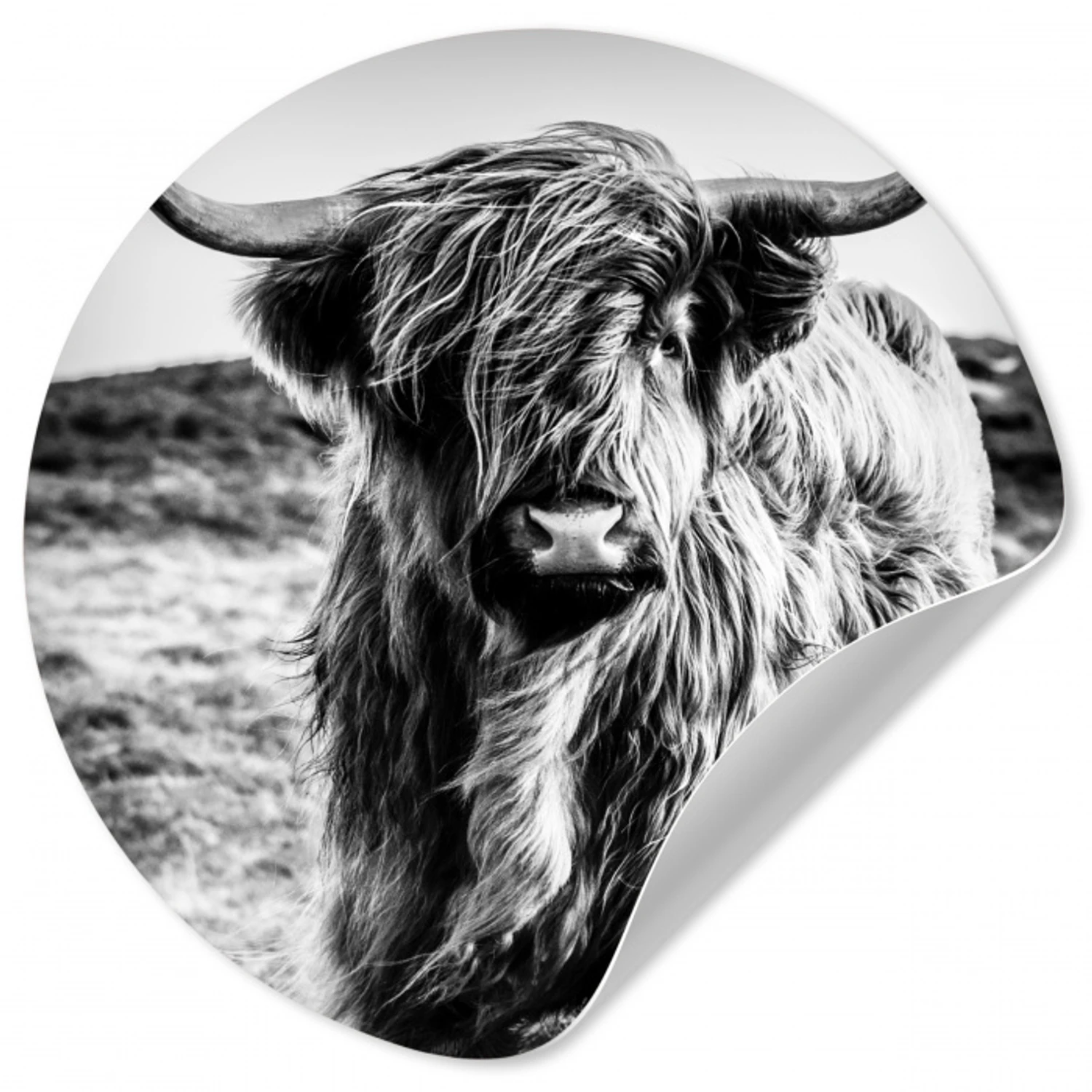 Schotse hooglander - Natuur - Koe - Zwart - Wit Wandcirkel behangsticker klein -3d