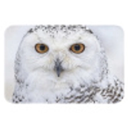 Sneeuwuil - Oog - Wildlife - Wit Badmat klein -3d